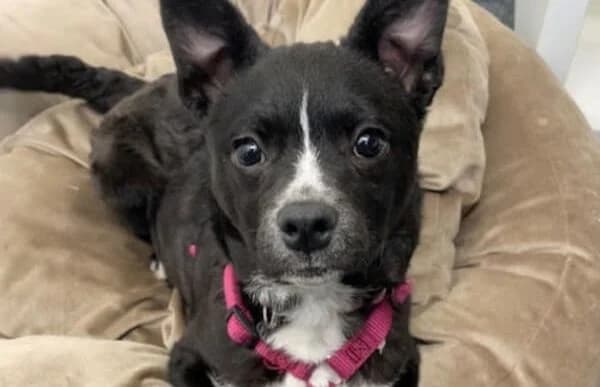 Imani, female Mixed Breed for adoption at Animal Happyend, Animal Happyend photo 8