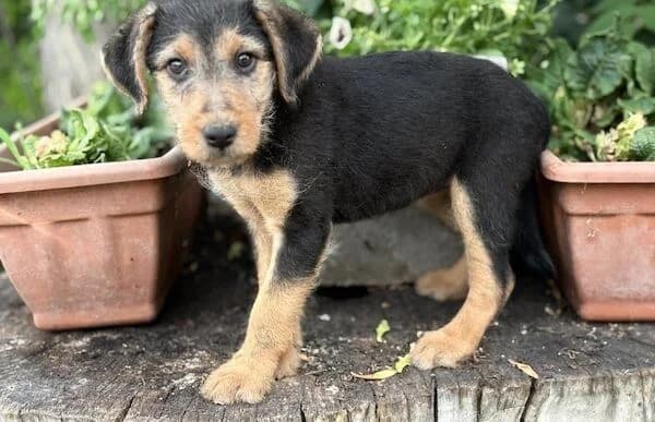 Irma-3, female puppy Mixed Breed for adoption at Animal Happyend, Animal Happyend