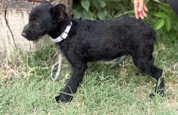 Itala, female puppy Mixed Breed for adoption at Animal Happyend, Animal Happyend