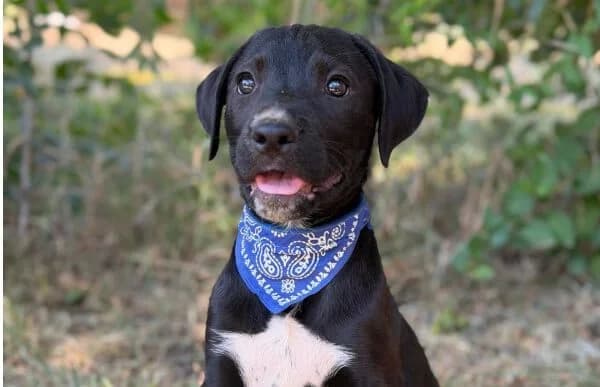 Jasper-5, male puppy Mixed Breed for adoption at Animal Happyend, Animal Happyend