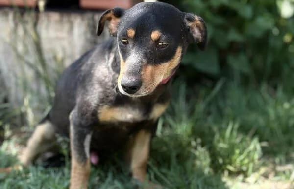 Jefte, Mixed Breed (Animal Happyend)