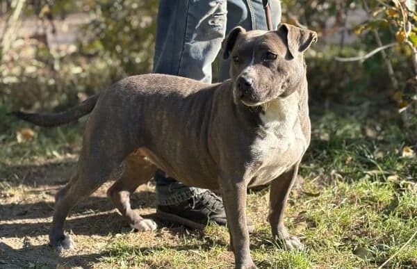 Jelka, female 3yo mixed breed for adoption at Animal Happyend, Animal Happyend