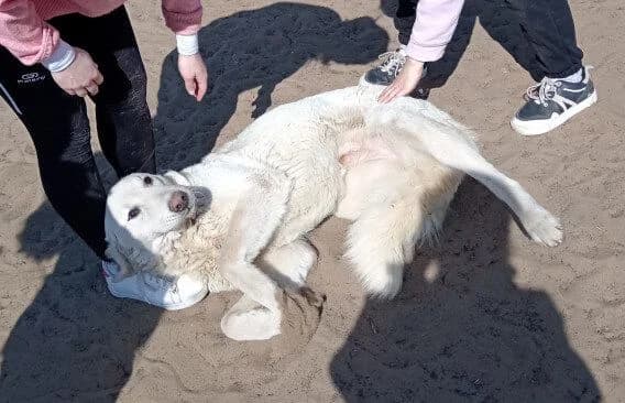 Johara, female 3yo Kuvasz for adoption at Animal Happyend, Animal Happyend