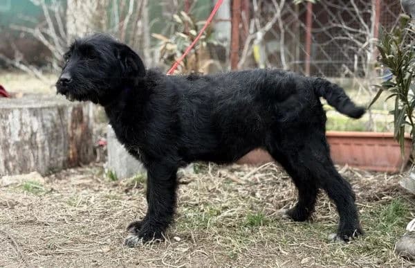Kaboca, female puppy Mixed Breed for adoption at Animal Happyend, Animal Happyend