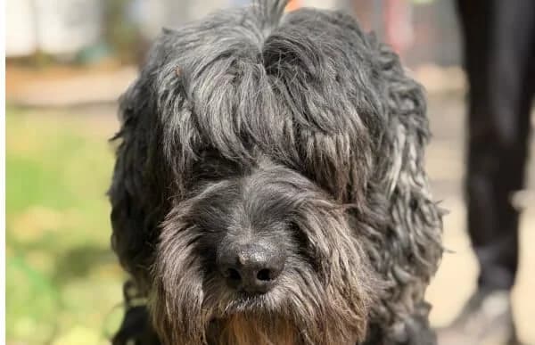 Kadarka, male senior Puli for adoption at Animal Happyend, Animal Happyend