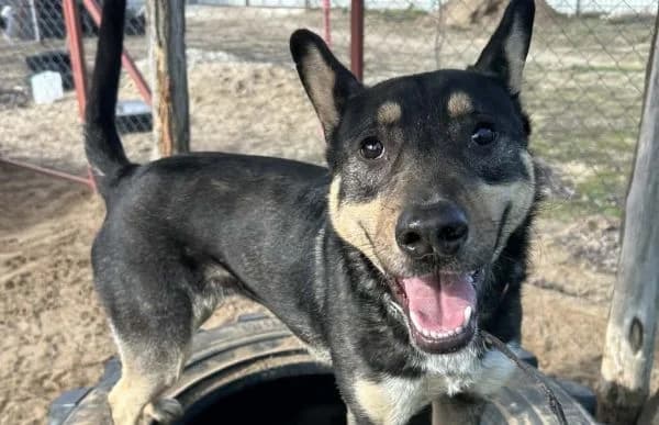 Kadir, male mixed breed for adoption at Animal Happyend