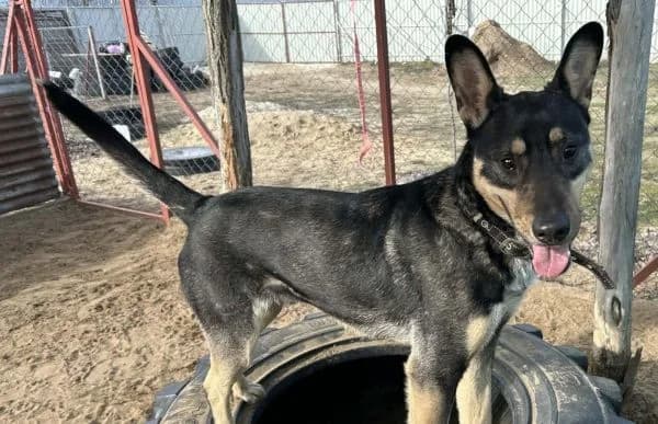 Kadir, male mixed breed for adoption at Animal Happyend, Animal Happyend photo 2