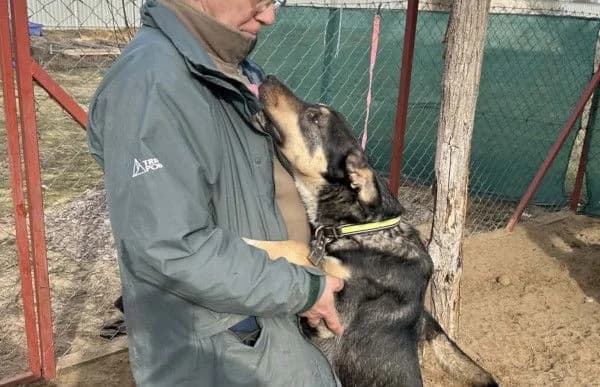 Kadir, male mixed breed for adoption at Animal Happyend, Animal Happyend photo 3