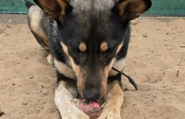 Kadir, male mixed breed for adoption at Animal Happyend, Animal Happyend photo 4