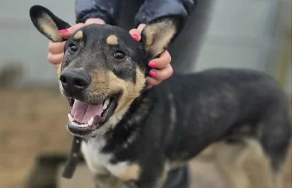 Kadir, male mixed breed for adoption at Animal Happyend, Animal Happyend photo 6