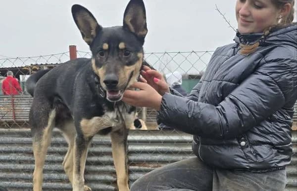 Kadir, male mixed breed for adoption at Animal Happyend, Animal Happyend photo 7