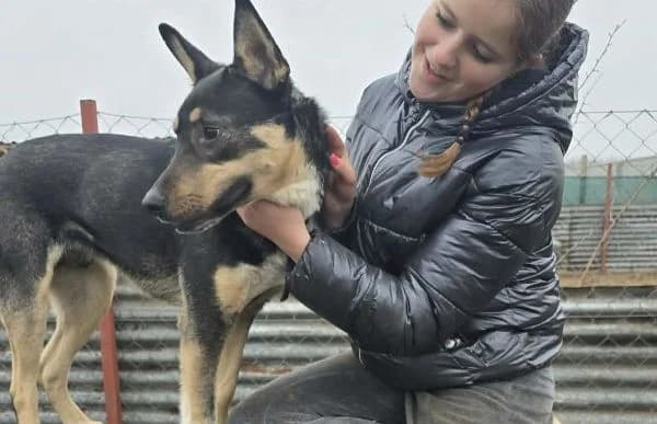 Kadir, male mixed breed for adoption at Animal Happyend, Animal Happyend photo 8