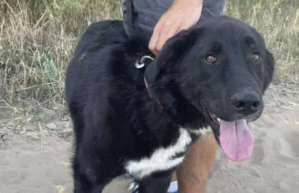 Kaka, male 6yo mixed breed for adoption at Animal Happyend, Animal Happyend