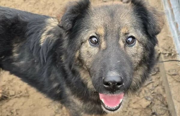 Kalina, Mixed Breed (Animal Happyend)