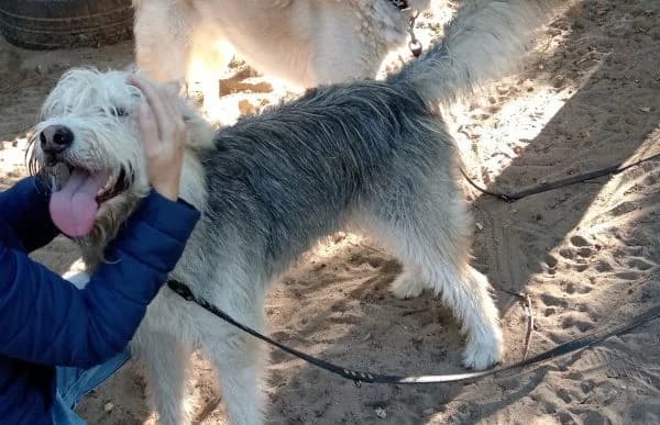 Kean, male 5yo Mixed Breed for adoption at Animal Happyend, Animal Happyend