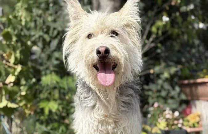 Kean, male 6yo Mixed Breed for adoption at Animal Happyend, Animal Happyend