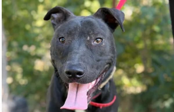 Kellogs, male young Mixed Breed for adoption at Animal Happyend, Animal Happyend