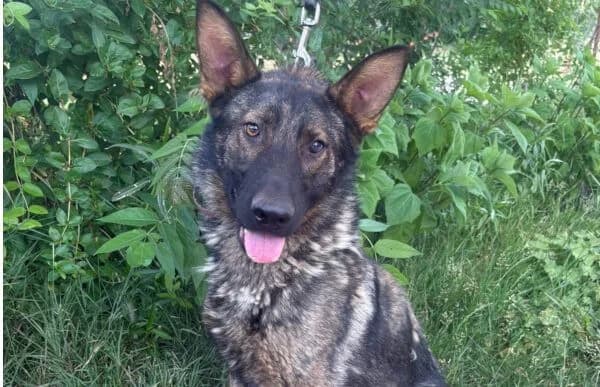 Kelvin, male 3yo mixed breed for adoption at Animal Happyend, Animal Happyend