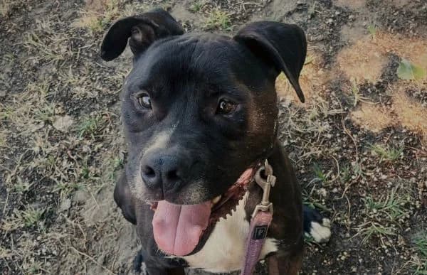 Kemal, male senior mixed breed for adoption at Animal Happyend, Animal Happyend