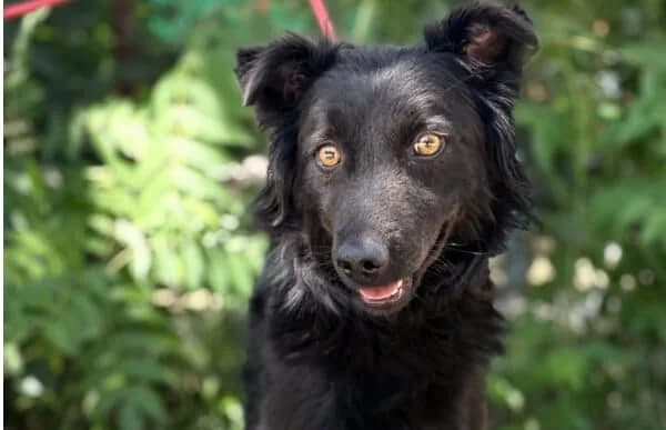 Killa, female 3yo mixed breed for adoption at Animal Happyend, Animal Happyend