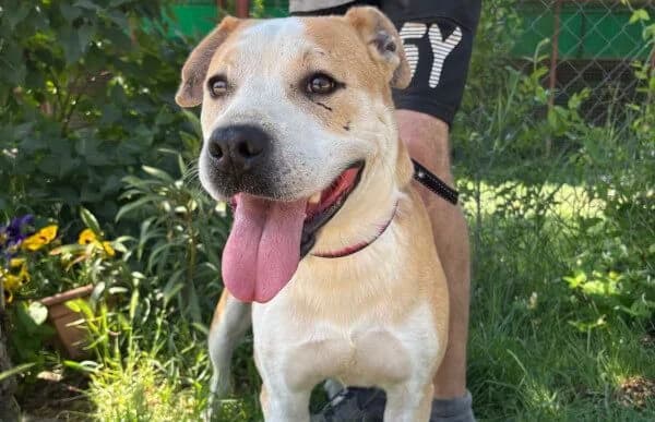 Kira-14, female 5yo English Bulldog for adoption at Animal Happyend, Animal Happyend