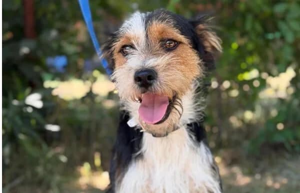 Kiron-2, male Mixed Breed for adoption at Animal Happyend, Animal Happyend