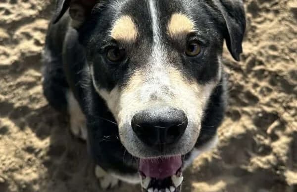 Klausz, male senior Mixed Breed for adoption at Animal Happyend, Animal Happyend