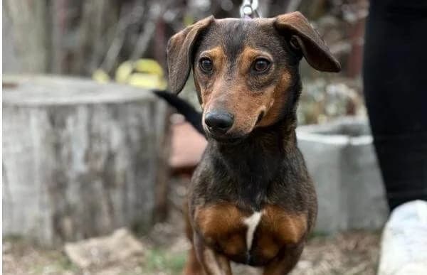 Kleon, male Dachshund for adoption at Animal Happyend