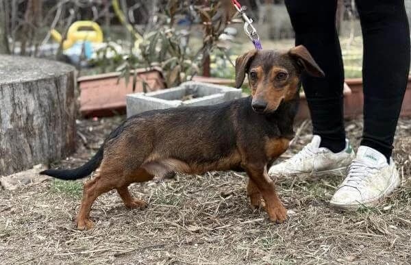 Kleon, male Dachshund for adoption at Animal Happyend, Animal Happyend photo 2