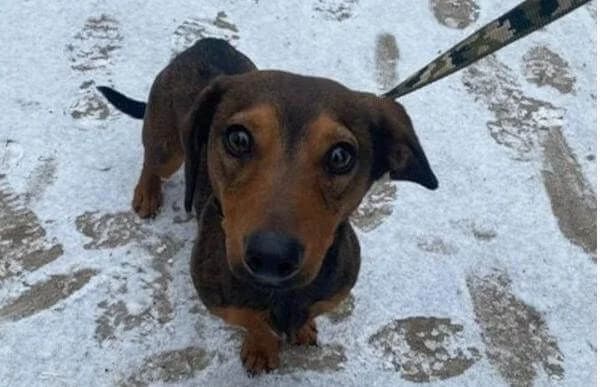 Kleon, male Dachshund for adoption at Animal Happyend, Animal Happyend photo 3