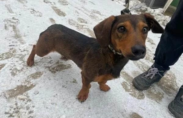 Kleon, male Dachshund for adoption at Animal Happyend, Animal Happyend photo 4