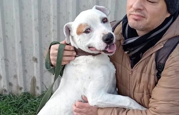 Kobe, male mixed breed for adoption at Animal Happyend, Animal Happyend