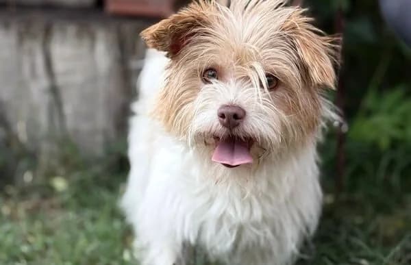 Kolett, female young Mixed Breed for adoption at Animal Happyend, Animal Happyend