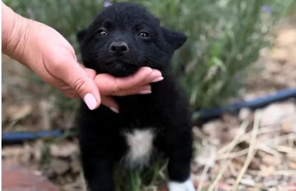 Kratosz, male puppy Mixed Breed for adoption at Animal Happyend, Animal Happyend