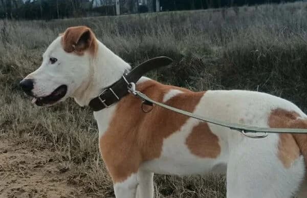 Kuplung, male 3yo mixed breed for adoption at Animal Happyend, Animal Happyend