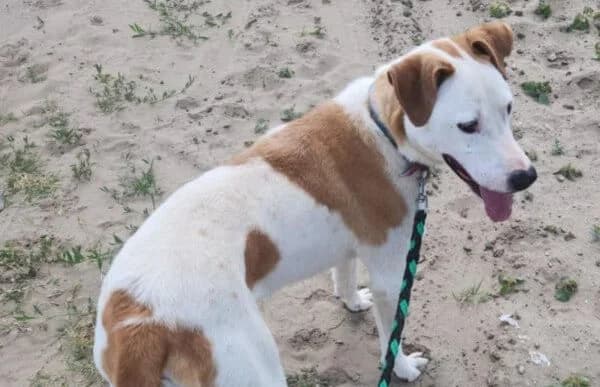 Kuplung, male 4yo mixed breed for adoption at Animal Happyend, Animal Happyend