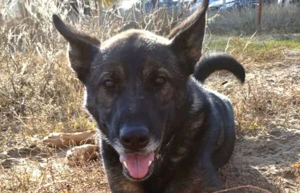 Larion, male mixed breed for adoption at Animal Happyend, Animal Happyend
