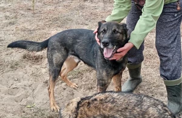 Larion, male 6yo mixed breed for adoption at Animal Happyend, Animal Happyend