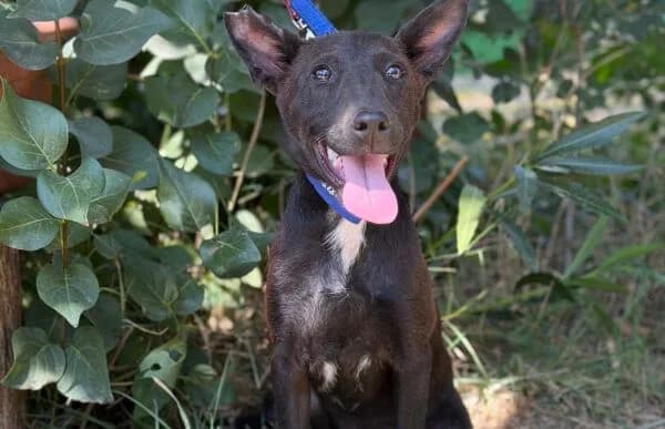 Laska, male puppy Mixed Breed for adoption at Animal Happyend, Animal Happyend