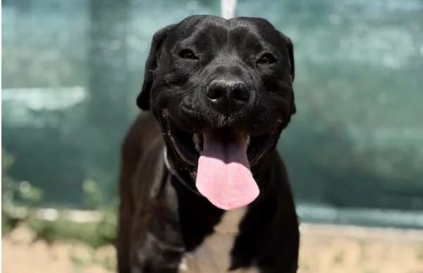 Lejka, female 5yo mixed breed for adoption at Animal Happyend, Animal Happyend