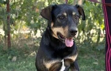 Lemmi, male young Mixed Breed for adoption at Animal Happyend, Animal Happyend