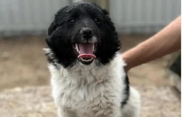 Lencsi-7, female puppy Mixed Breed for adoption at Animal Happyend, Animal Happyend