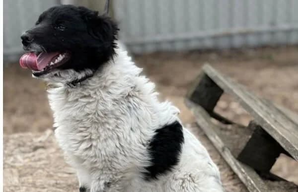 Lencsi-7, female Mixed Breed for adoption at Animal Happyend, Animal Happyend — photo 2 of 5