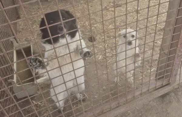 Lencsi-7, female Mixed Breed for adoption at Animal Happyend, Animal Happyend — photo 3 of 5