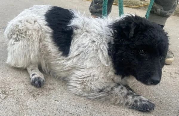 Lencsi-7, female Mixed Breed for adoption at Animal Happyend, Animal Happyend — photo 4 of 5