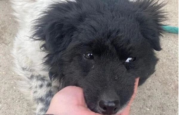 Lencsi-7, female Mixed Breed for adoption at Animal Happyend, Animal Happyend — photo 5 of 5