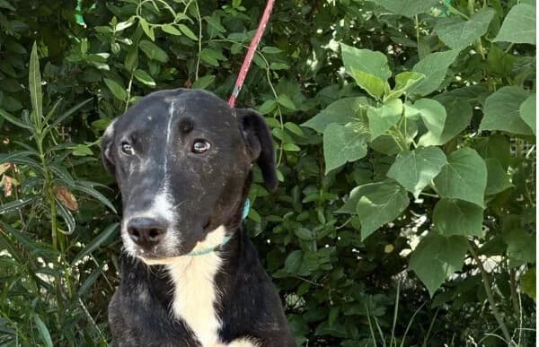 Lennon, Mixed Breed (Animal Happyend)