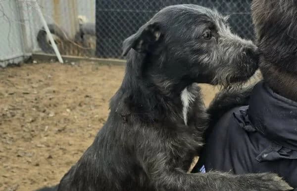 Lenora, female young Mixed Breed for adoption at Animal Happyend, Animal Happyend