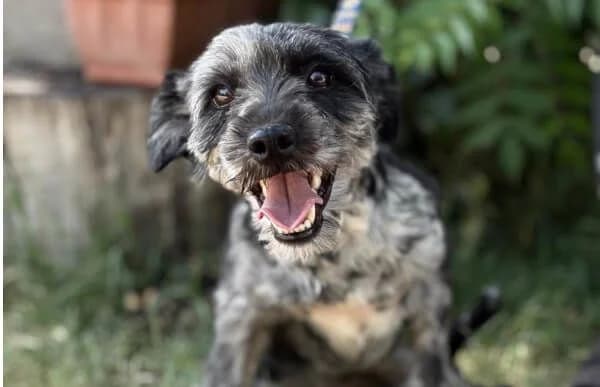 Leoni, female 3yo Mixed Breed for adoption at Animal Happyend, Animal Happyend