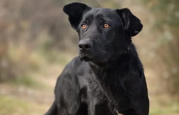 Leontin, male Mixed Breed for adoption at Animal Happyend